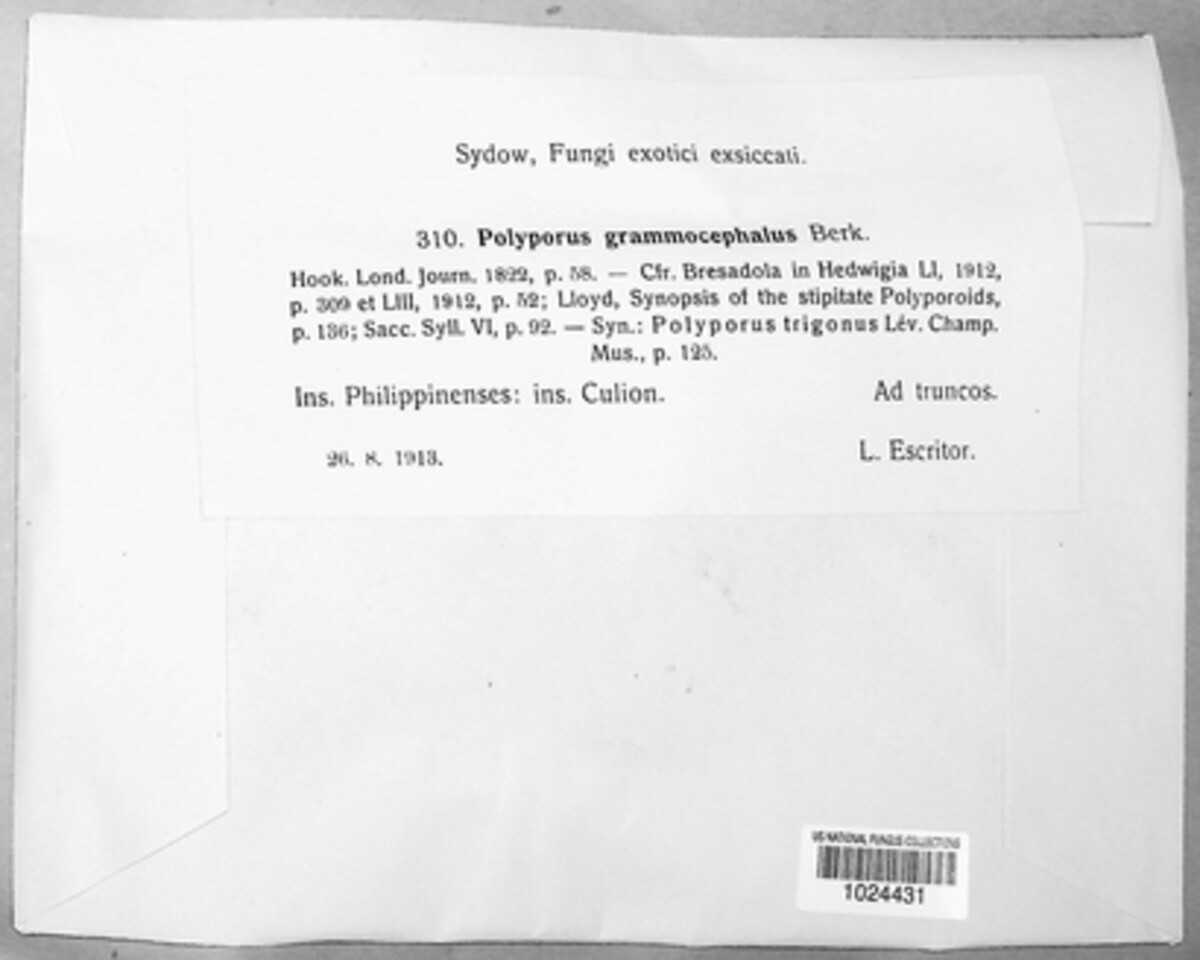 Favolus image